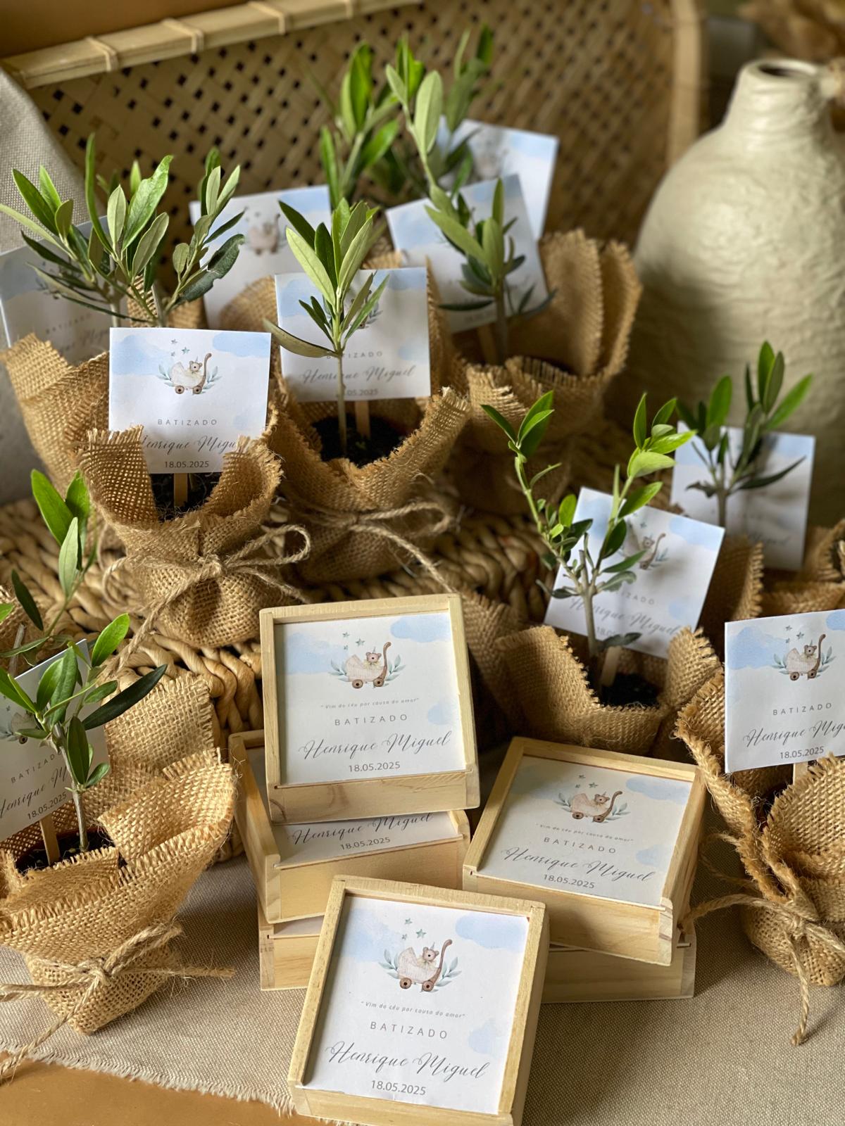Plantas Naturais - Oliveiras Mini