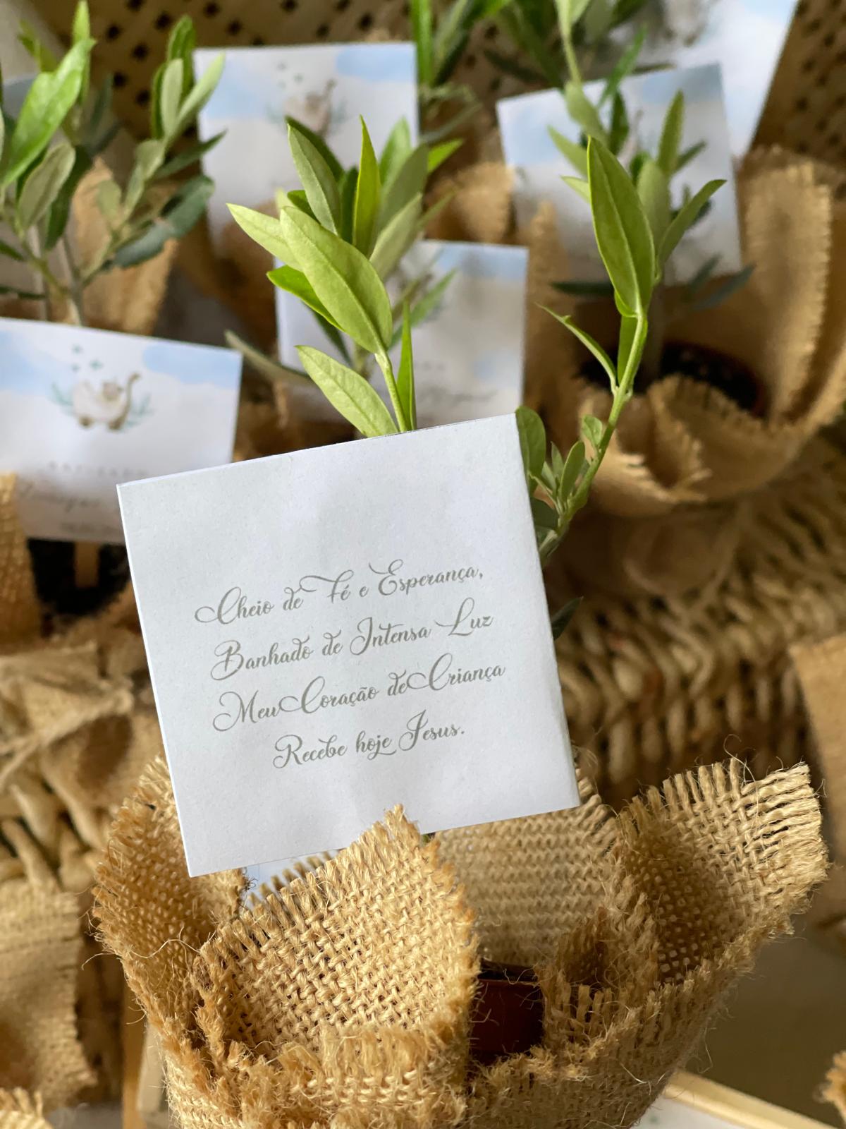 Plantas Naturais - Oliveiras Mini
