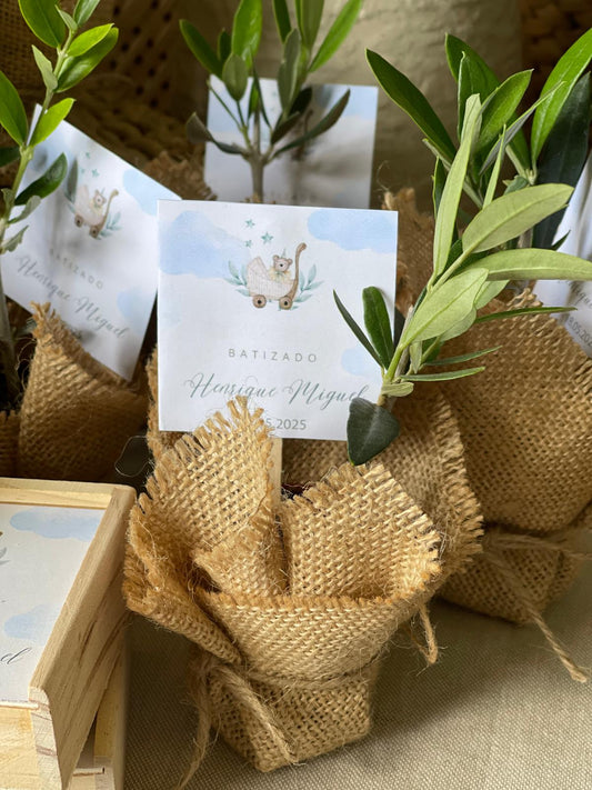 Plantas Naturais - Oliveiras Mini