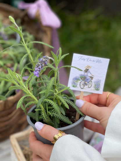 Coffret " Cultiva o Amor "