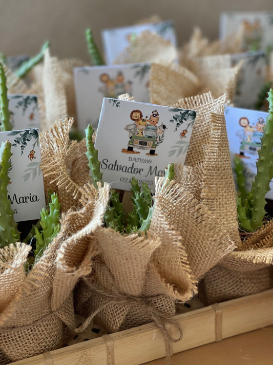 Plantas Naturais - Suculentas