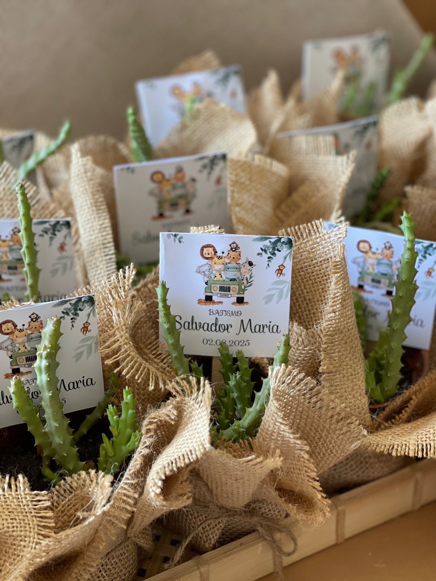Plantas Naturais - Suculentas